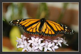 Butterfly Picture 1
